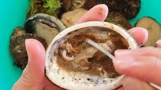 How to Shuck Abalone Easily