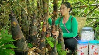 Harvest bamboo shoots to sell - Make traditional sour bamboo shoots and chili bamboo shoots