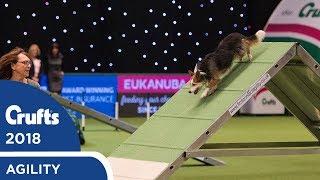 Agility - Championship Final | Crufts 2018