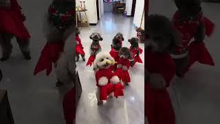 cute puppy dance#ytshort #pets #dog #trendingshorts #friends