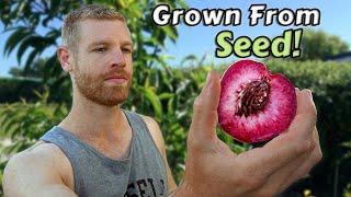 I Grew Peach Trees From Seed and this is what happened - Full Tutorial