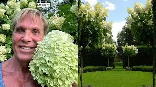 Phillip Watson Designs Classic Hydrangea Tree Live Plant on QVC