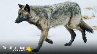 This Lone Wolf Weighs Up a Solo Attack on an Injured Elk  Epic Yellowstone | Smithsonian Channel