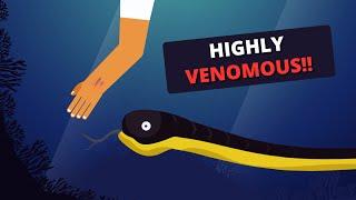 Sea Snake Bite Emergency: How the Venom affects humans? & How to treat?