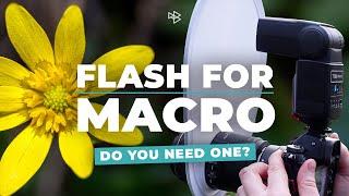 Do You Need a Flash for Macro Photography?