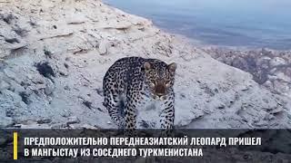 Леопард вновь попал на видео в Устюртском заповеднике