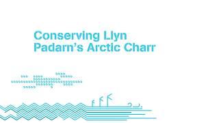 Arctic charr at Llyn Padarn