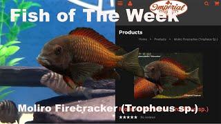 Moliro Firecracker (Tropheus sp.)️ #imperialtropicals