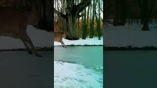 Deer falls through ice on my pond. #animals #wildlife