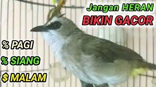 Pancingan dan Masteran burung trucukan biar gacor dan ropel