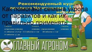 Как помогают семена укропа от паразитов и как их правильно применять