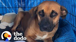 Dog Dumped By Freeway Was Scared Of People Until...️ | The Dodo