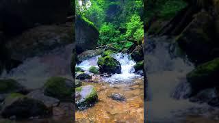 nature 4K 612  Free Vertical Nature Scene Video