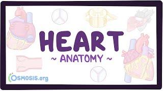 Anatomy of the heart