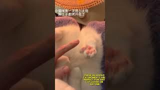 Cute and Funny Cats - Adorable Cat Moments to Make You Smile! funny cats, cute cats, adorable cats