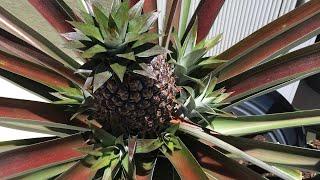 HOW TO REMOVE A SLIP (pup) FROM YOUR PINEAPPLE | NEW STARTER PLANT