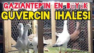 Gaziantep'in en büyük güvercin ihalesi Türkische rassetauben pigeons#aksoyfiloelvanguvercinleri