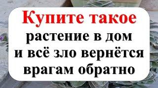 Купите такое растение в дом и всё зло моментально вернется врагам обратно