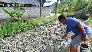 CARA BUDIDAYA LELE KOLAM TANAH, PELUANG USAHA PERIKANAN MENGUNTUNGKAN