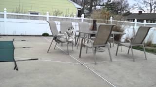 Husky named wall-e sits in chair