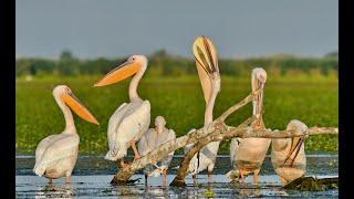 Birds from the Danube Delta - Romania. Oiseaux du Delta du Danube