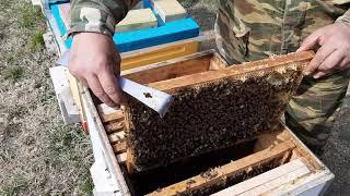 Технология Сергея Гопка по Кубански#пчеловодство#пасека#изоляцияматок#малыхин#пчёлы#миленин#весна