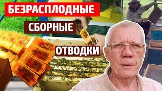 Как сделать отводок Отводок на плодную матку Подсадка плодной матки в отводок