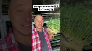 Бизнес идея Микрозелень горох за 1 минуту Зелёный Шеф