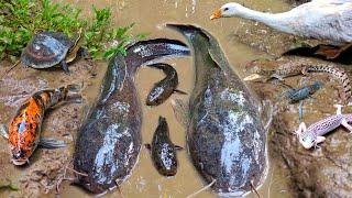 Catch the big snakehead fish in the hole, catfish, ornamental fish, koi fish, crocodiles, turtles