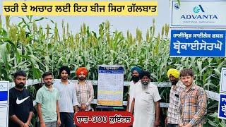 ਚਰੀ ਦੇ ਅਚਾਰ ਲਈ ਇਹ ਬੀਜ 300 ਕੁਇੰਟਲ ਝਾੜ ਦਿੰਦਾ ਹੈ #khetibadi #farmer #cornsilage