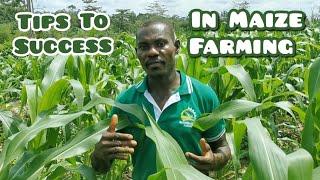 5 Tips To A Successful Maize Farming | How To Succeed In Maize Production | Frenat Farms