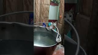 cat drinking hot water #shorts #viral #youtubeshorts 