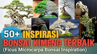 50+ Inspirasi Bonsai Kimeng Terbaik