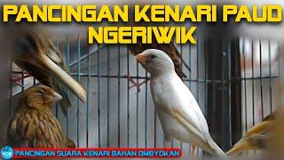 Pancingan kenari paud ngeriwik | Pancingan kenari Ombyokan