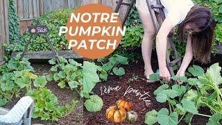 Notre pumpkin patch - Part 2