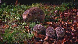 Adventures of a hedgehog family