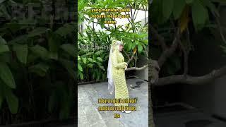 Kebaya Berlapis Bunga Melati Asli