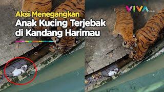 Penyelamatan Anak Kucing Terjebak di Kandang Harimau