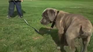 Cane Corso, Blue Brindle Dogs and Puppy