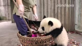 Panda cub and nanny’s “war"