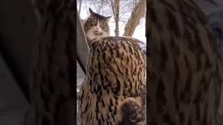 Owl vs cat # shorts