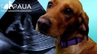 Labrador Pregnancy Ultrasound Scan - Showing Puppy Profile, Heart & Limbs!