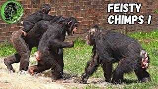 Chester Zoo Chimps Get Feisty For Food #chimpanzee