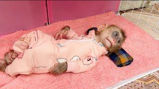 baby monkey Tina has a black eye because she can't sleep in her new home