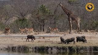 Warthog Giraffe and Impala