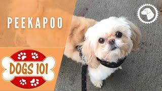 Dogs 101 - PEEKAPOO - Top Dog Facts about the PEEKAPOO | DOG BREEDS  #BrooklynsCorner