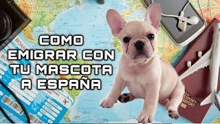 Como Emigrar con Tu Mascota a España (en la descripción esta el paso a paso)