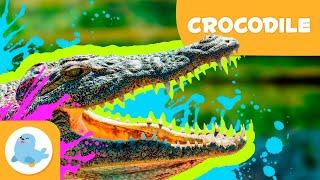 CROCODILES  Animals for Kids ️ Episode 14
