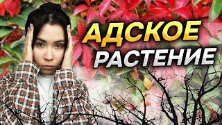 ЗЛОСТНЫЙ АГРЕССОР или полезное растение? (Виноград девичий)