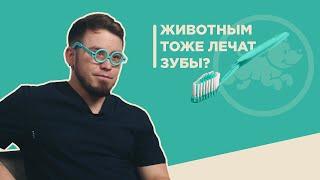 Зачем лечить зубы животным?